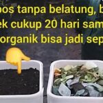 Membuat Kompos Tanpa Bau Menyengat.