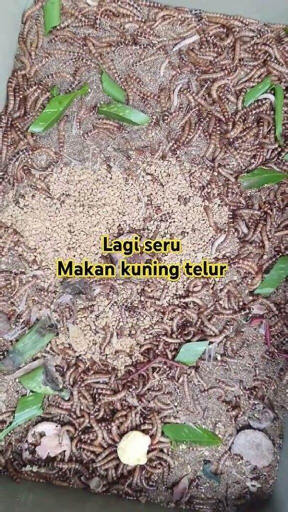 Pemanfaatan Sisa Makanan Dapur